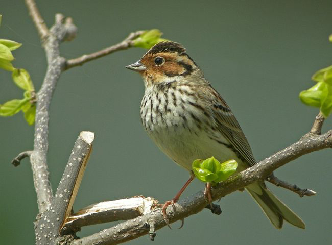  p>小鹀(学名: i>emberiza pusilla /i>),是鹀科鹀属的一种动物.