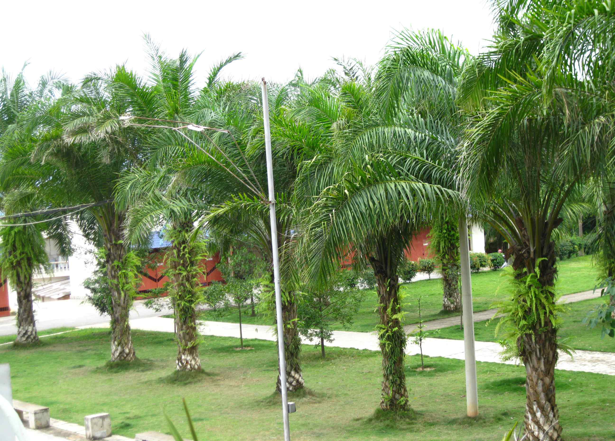 是棕榈科,油棕属直立 a href="#" data-lemmaid="33239">乔木 /a>状