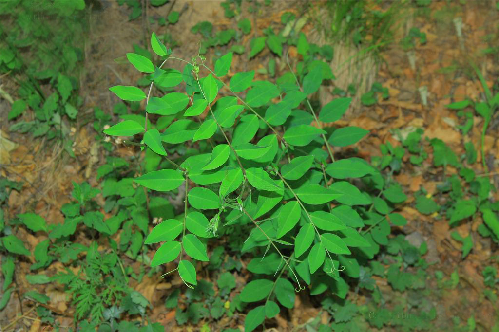 ex c. a. meyer)是豆科,野豌豆属植物.