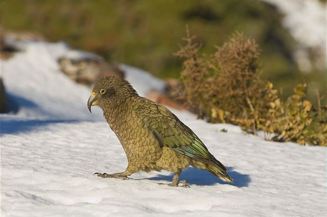  p>啄羊鹦鹉(学名: i>nestor notabilis /i>)是新西兰南岛上的一种