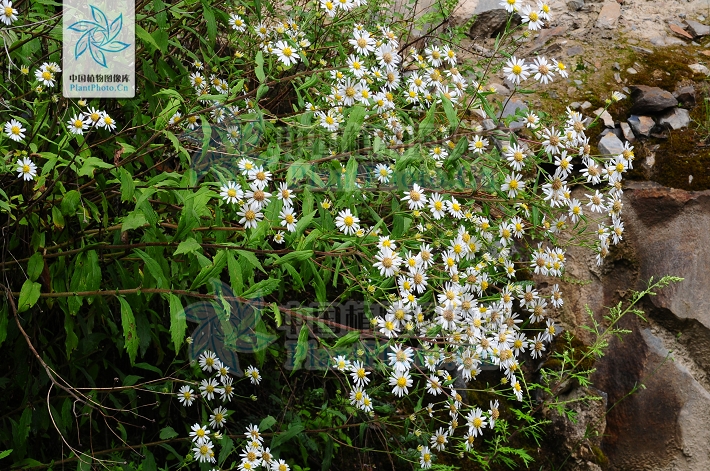  p>甘川紫菀(学名: i>aster smithianus  /i>hand. -mazz.