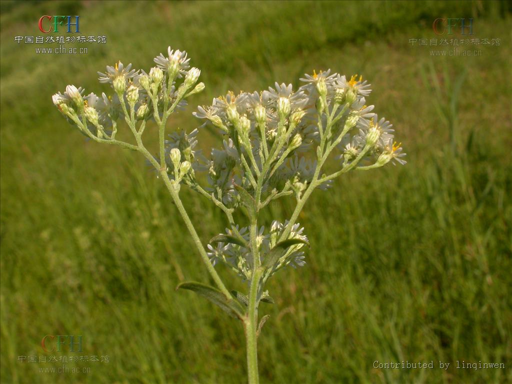  p>女菀属(学名:turczaninowia dc.