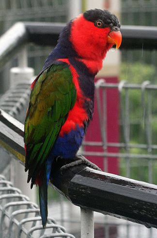  p>黑顶吸蜜鹦鹉(学名:lorius lory)羽色 a href="#" data-lemmaid="