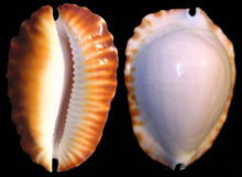  p>哈氏凯蒂宝螺是一种中腹足目,宝螺科类动物,螺壳尺寸43 - 60 mm.