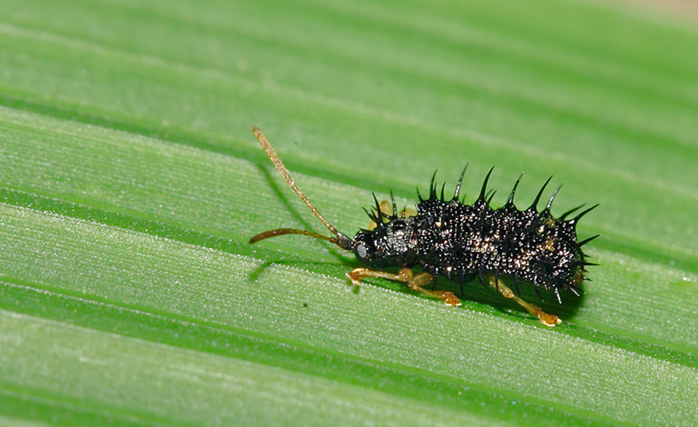  p>铁甲科,在全世界约有7000种,主要分布于 a href="#" data-lemmaid=