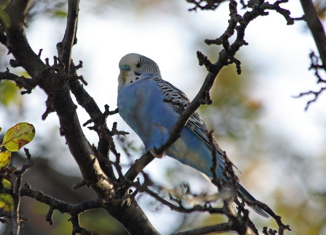  p>虎皮鹦鹉(学名: i>melopsittacus undulatus /i>)是鹦形目鹦鹉科的