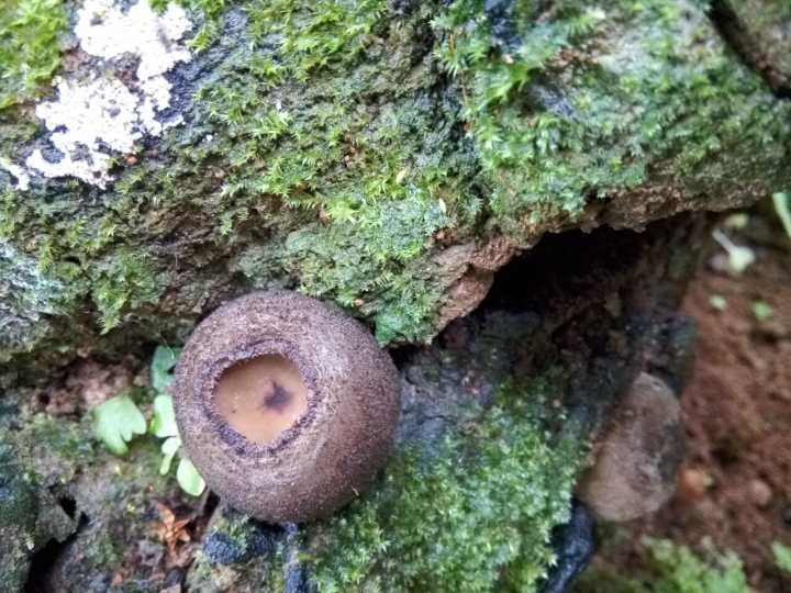 这是人们称其为猪嘴蘑的一个原因,还有一个原因是人若吃多了这种蘑菇