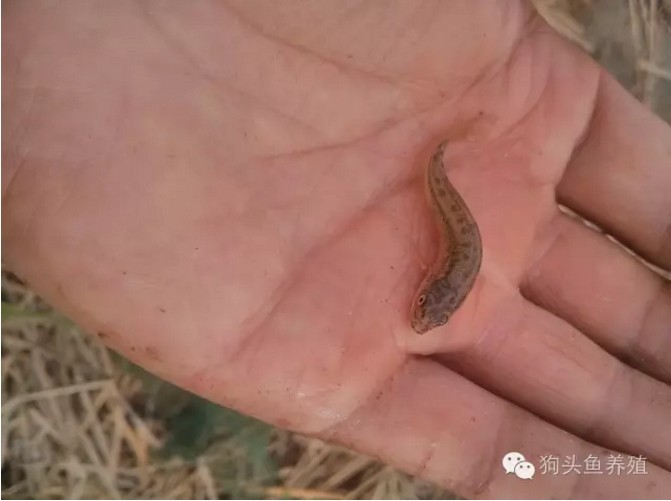  p>叶尔羌高原鳅, i>triplophysa yarkandensis /i> (day, 1877) , a