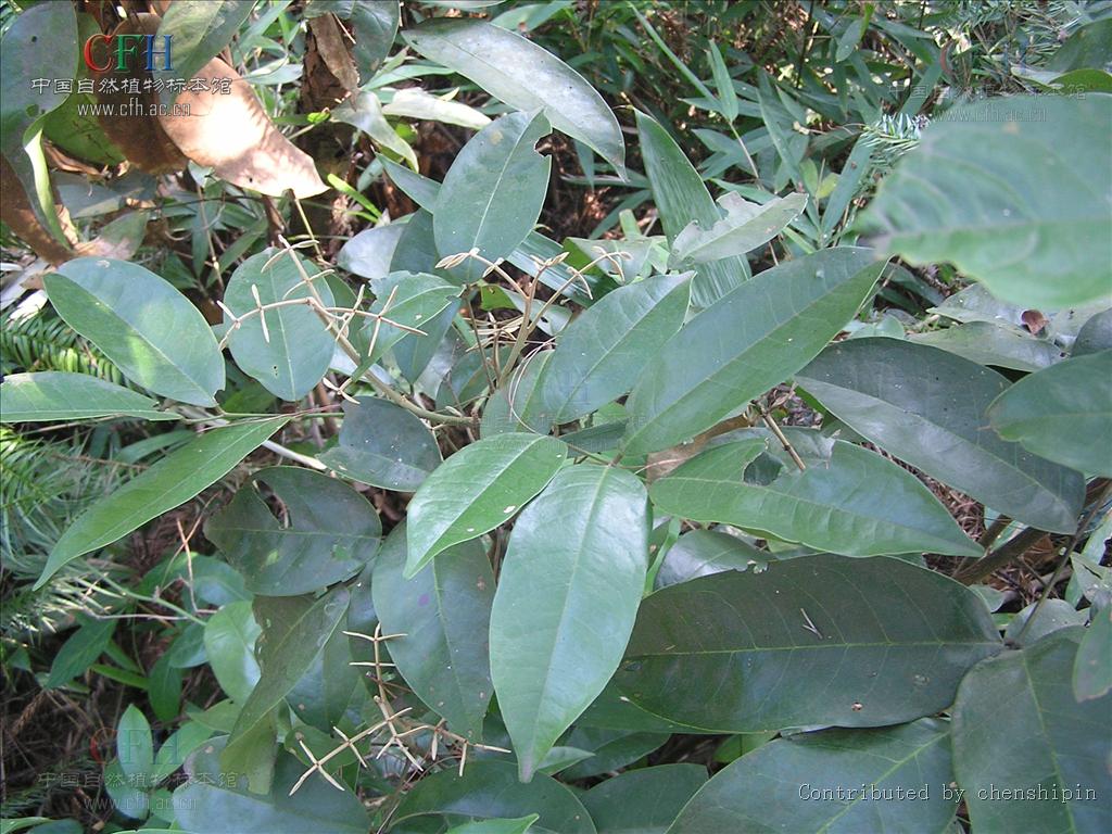  p>缘毛红豆(学名: i>ormosia howii /i> merr.