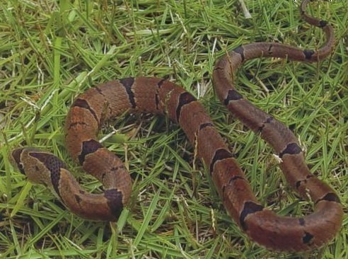  p>中国小头蛇(拉丁名 i>oligodon chinensis /i>),俗称秤杆蛇,游蛇科