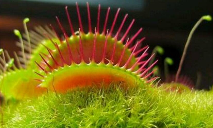  p>维纳斯捕蝇草非常美丽 a target="_blank" href="/item/食虫植物