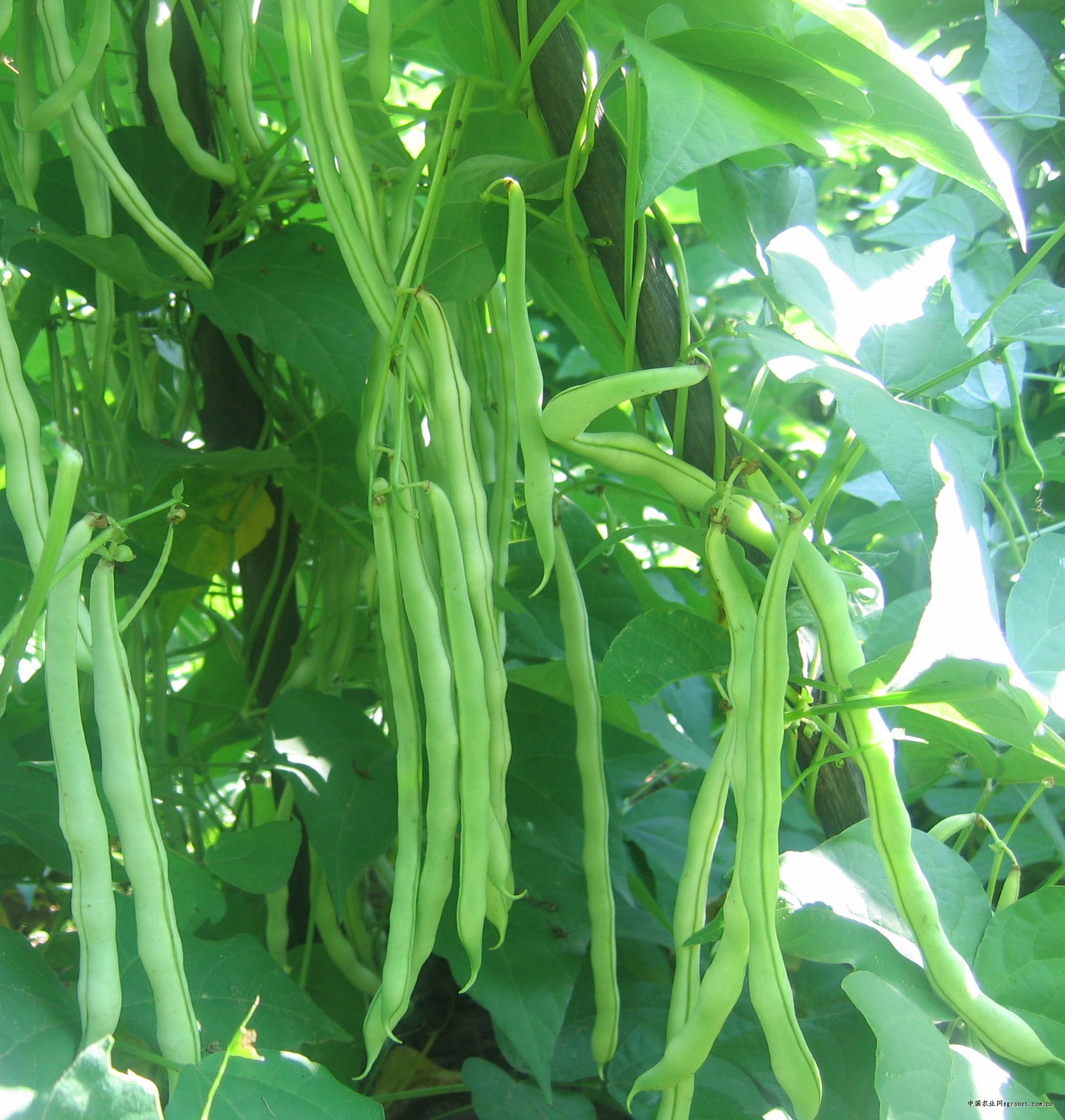  a href="#" data-lemmaid="8411108">菜豆属 /a>, a href="#" data