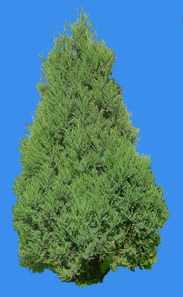 5m;树冠尖塔形或圆锥形,老树则成广卵形,球弄散 或钟形.常绿类. /p>