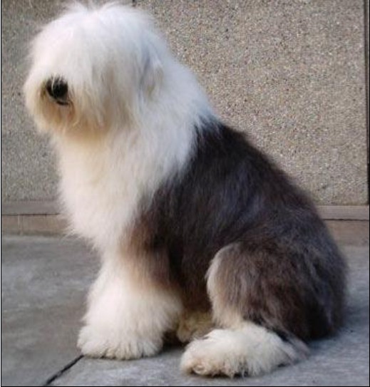 英国古代牧羊犬
