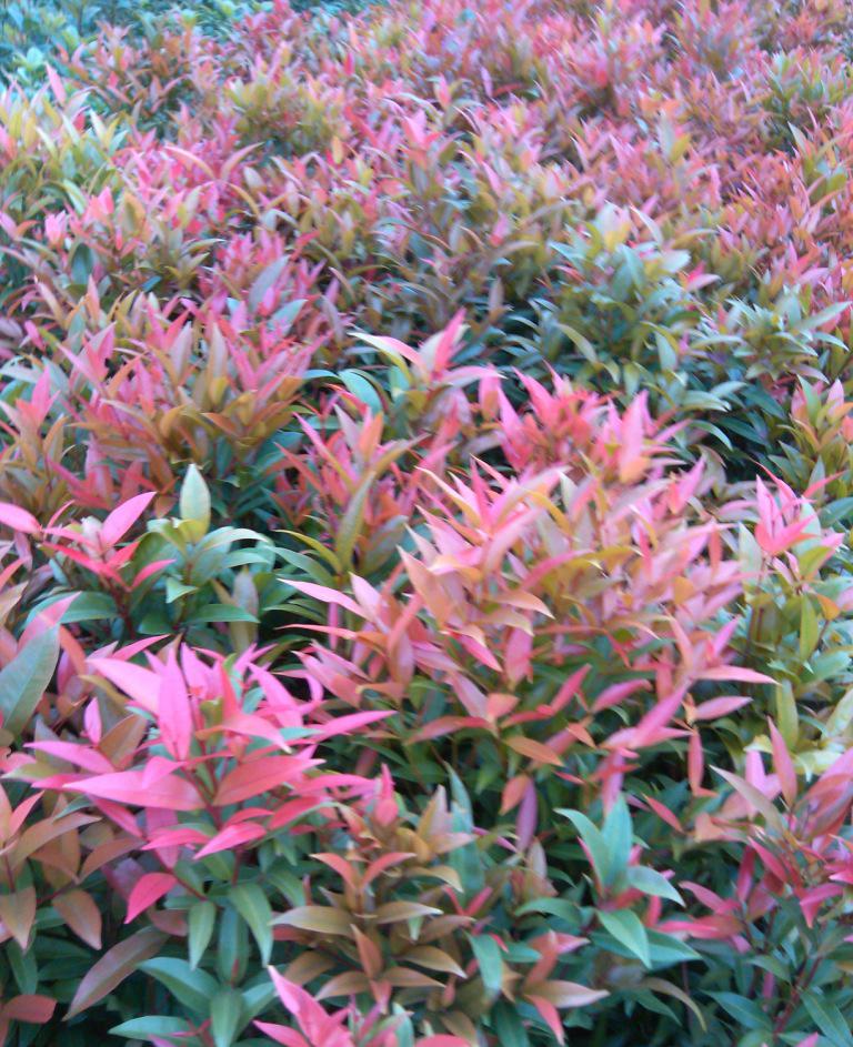  p>红枝蒲桃(学名: i>syzygium rehderianum /i> merr.