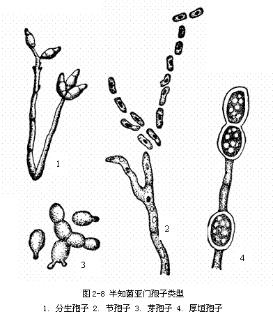 href="#" data-lemmaid="7279164">内生孢子 /a>囊地结构