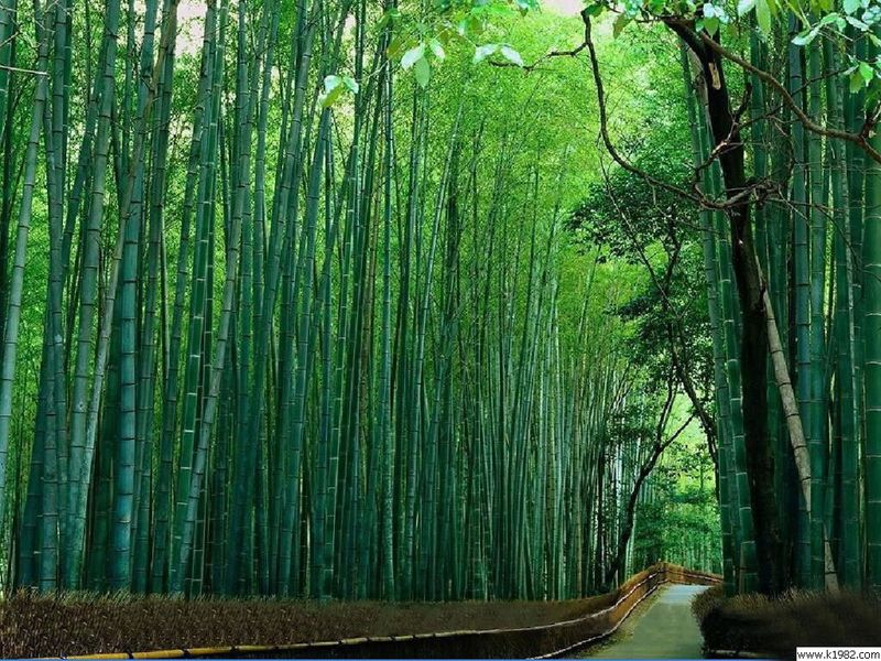  p> a href="#" data-lemmaid="2549562">青竿竹 /a>(b.