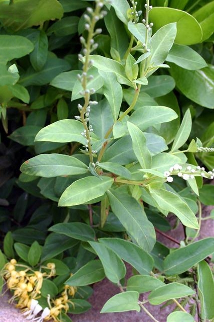  p>红根草(学名 i>:lysimachia fortunei  /i>maxim.