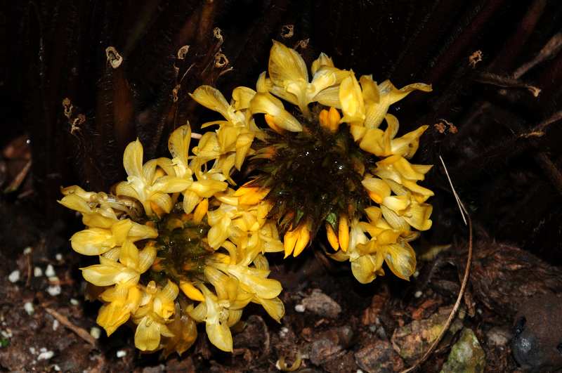  p>波浪竹芋(学名: i> a target="_blank" href="/item/calathea rufi