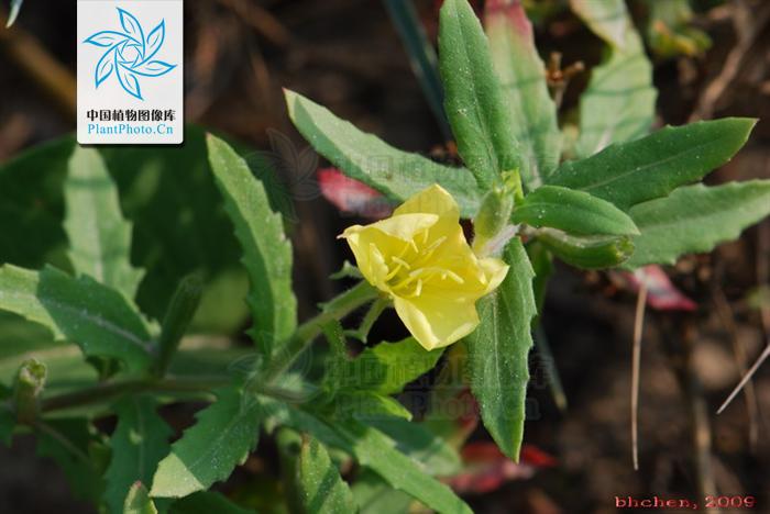  p>裂叶月见草,拉丁文名:oenothera laciniata hill.