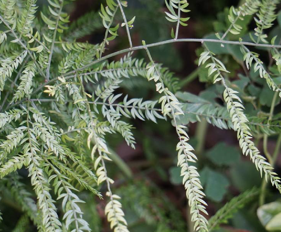  p>羊齿天门冬 i>(学名:asparagus filicinus  /i>ham. ex d.