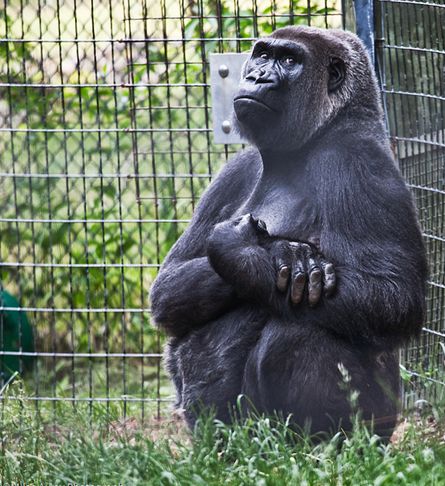  p>克罗斯河大猩猩(学名:gorilla gorilla ssp.