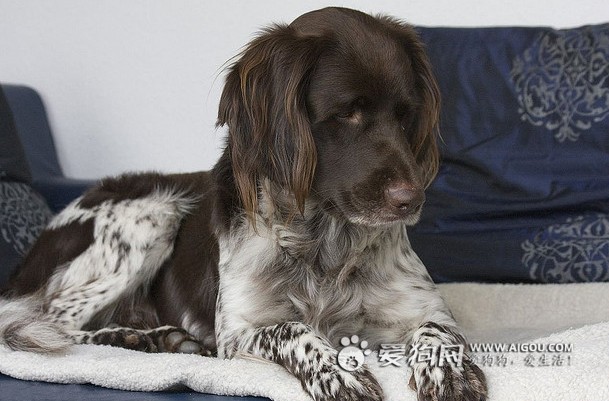 小明斯特兰德犬
