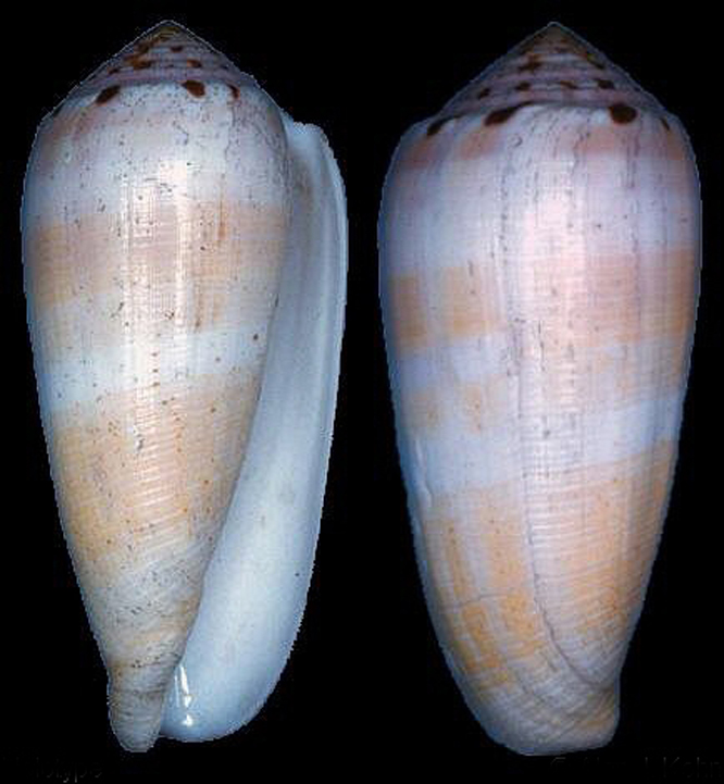 ">贝类动物 /a>, a href="#" data-lemmaid="563285">软体动物门 /a>