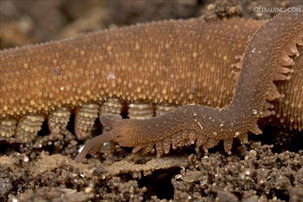  p>天鹅绒虫(velvet worm)这些虫状动物演化在三亿年前,特征为足部成