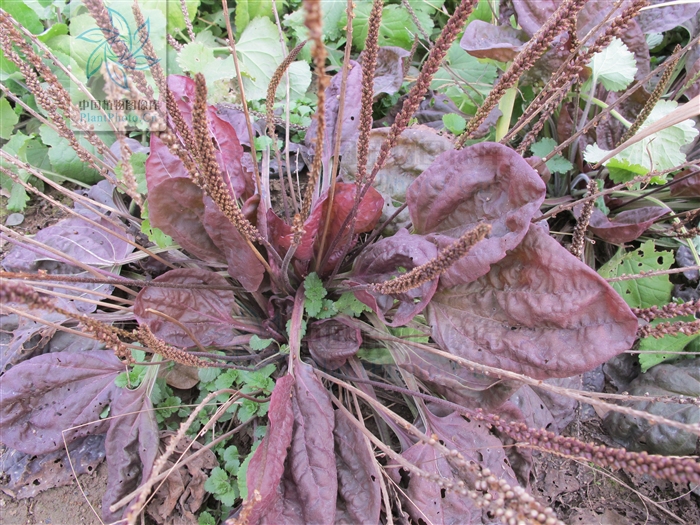  p>巨车前(学名:plantago maxima juss. ex jacq.