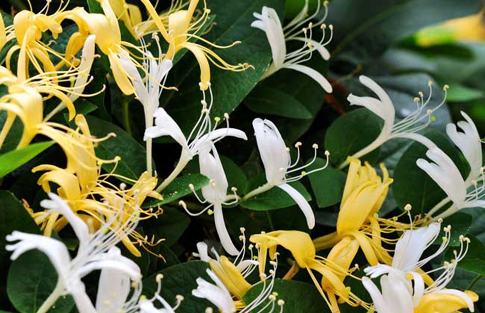  p>忻城金银花, a target="_blank" href="/item/广西壮族自治区