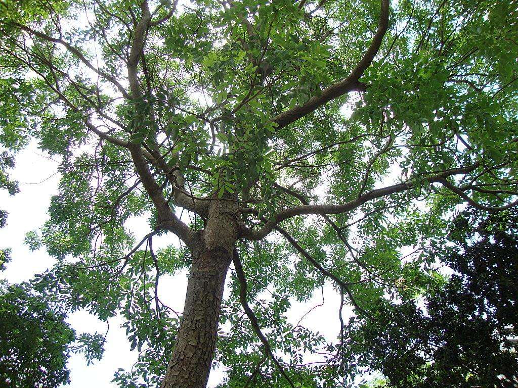  p>非洲楝(学名: i>khaya senegalensis /i> (desr.) a. juss.