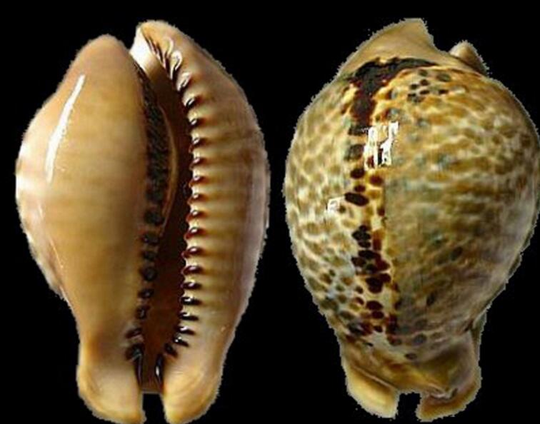  p>鼠宝螺(学名:muracypraea mus mus)是腹足纲宝螺科的 a href="#"