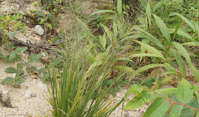  p>山涧草属, a target="_blank" href="/item/禾本科/2458872" data