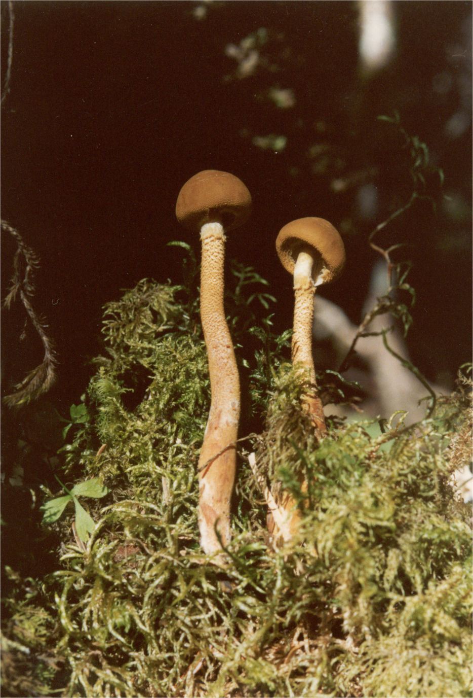 cystoderma granulosum (batsch : fr.) fayod.