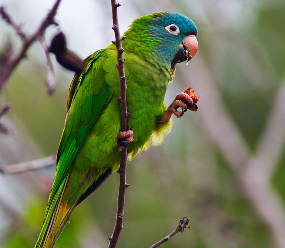  p>蓝冠锥尾鹦鹉(学名: i>aratinga acuticaudata /i> ):是鸟纲,鹦鹉