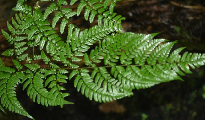 根状茎横卧或斜升,顶端密被栗黑色的线状披针形鳞片.