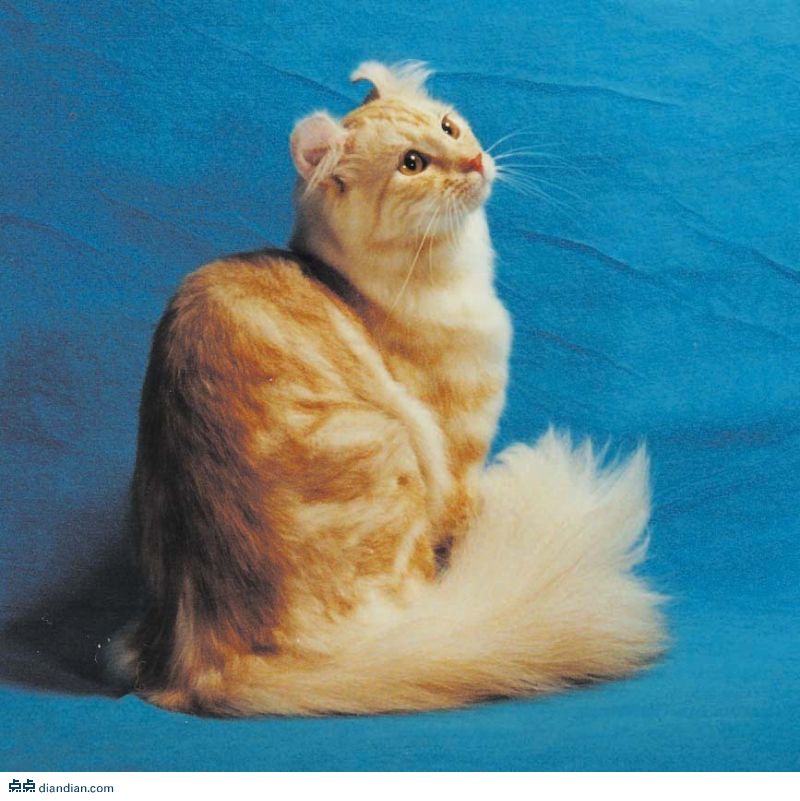 美国本土卷耳猫