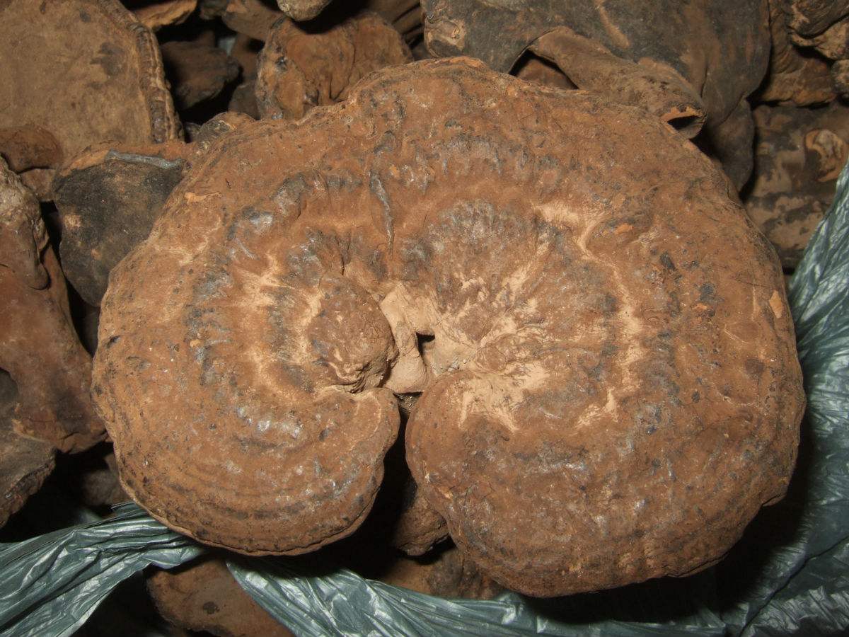  p>福建假芝,担子果一年生,有柄,木栓质. /p>