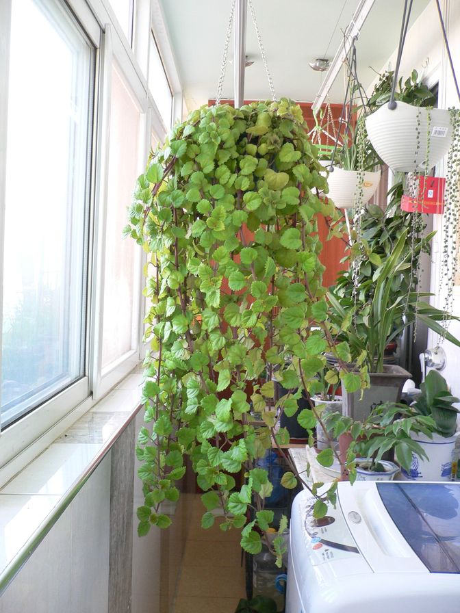  p>瑞典常春藤是一种唇形科, a href="#" data-lemmaid="2360259">香