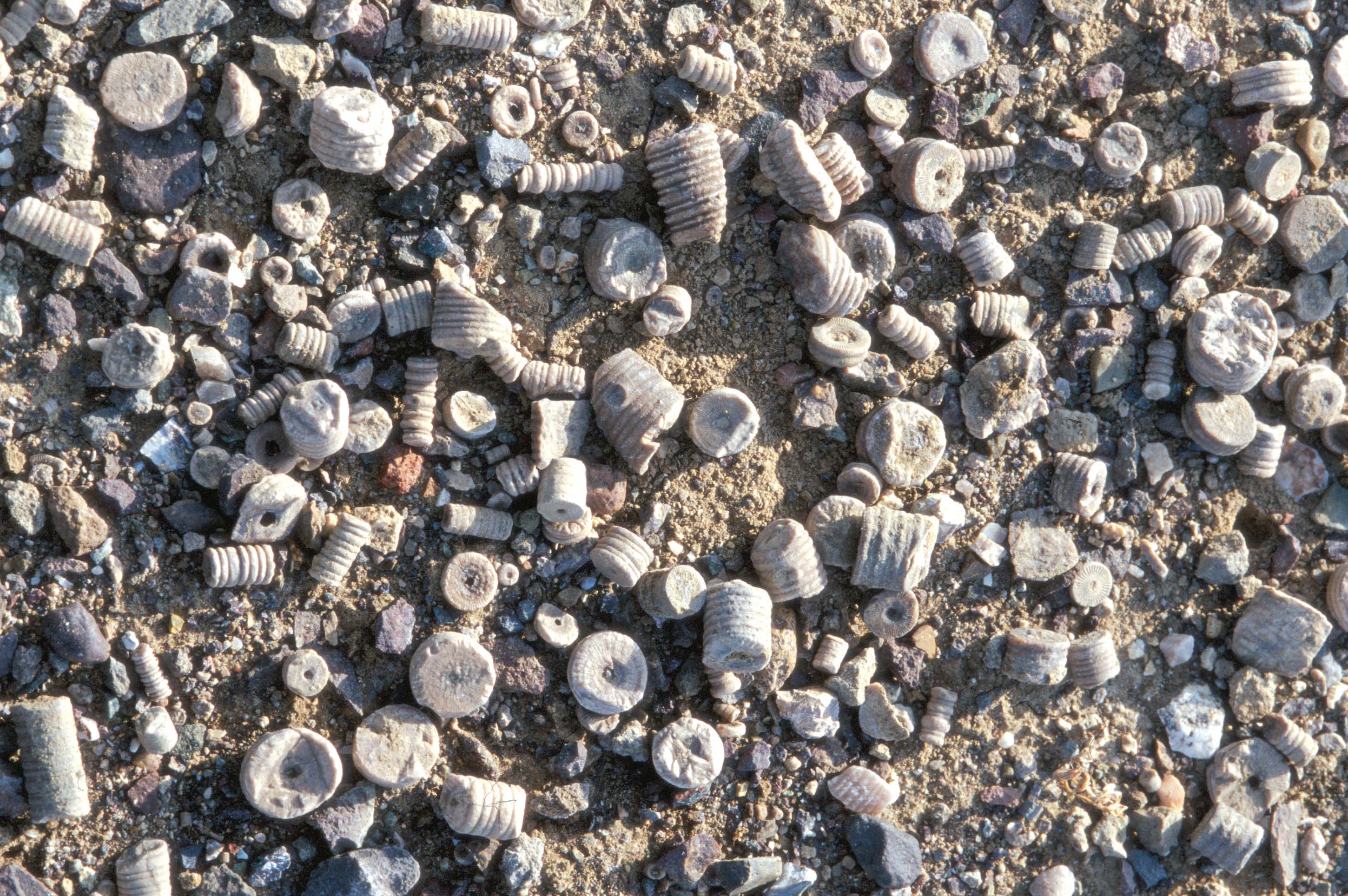 新疆奇台硅化木恐龙国家地质公园