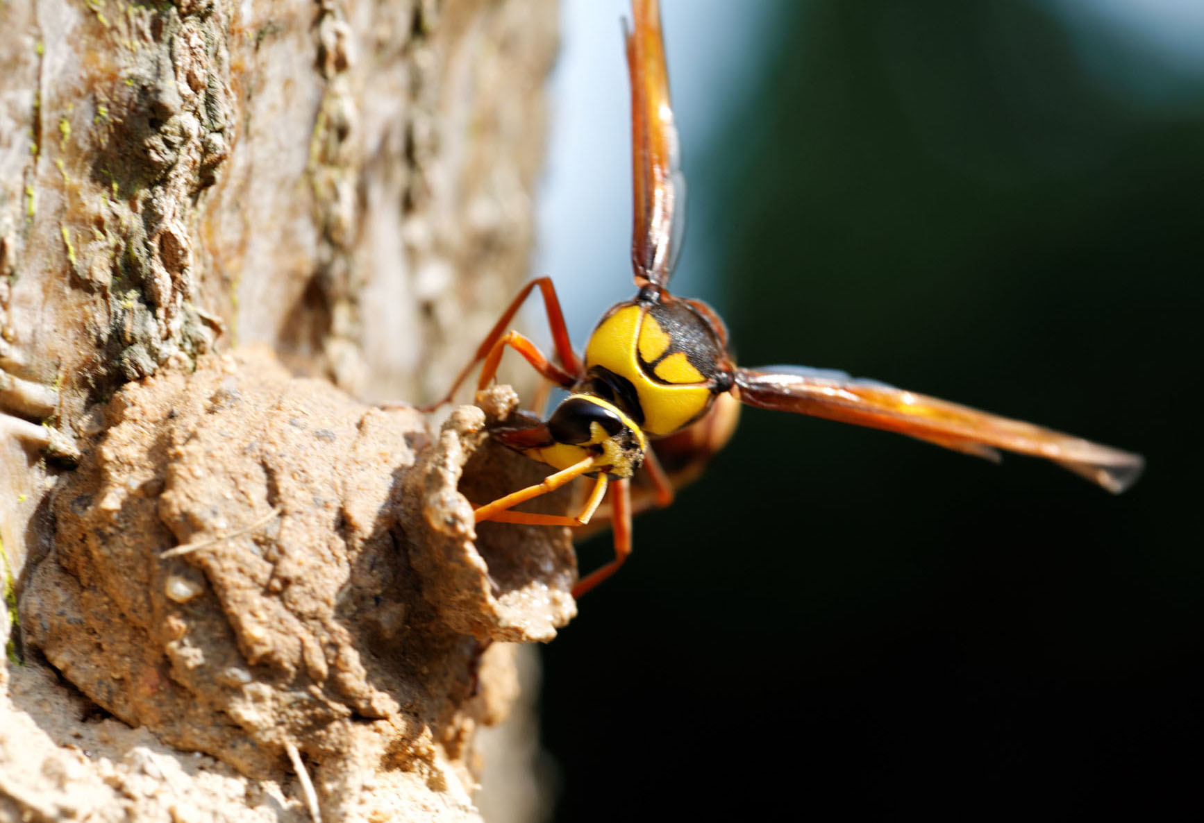  p>昆虫名,为膜翅目,蜾蠃蜂科.分布于湖北等.