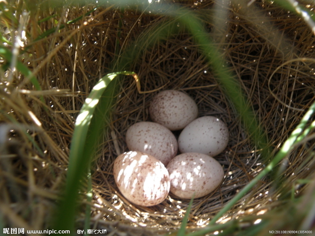 egg),又名鸭子, a target="_blank" href="/item/鸭卵/6486980" data