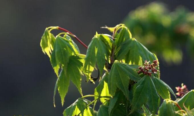  p>建始槭(学名: i>acer henryi /i>  pax)是槭树科,槭属落叶乔木.