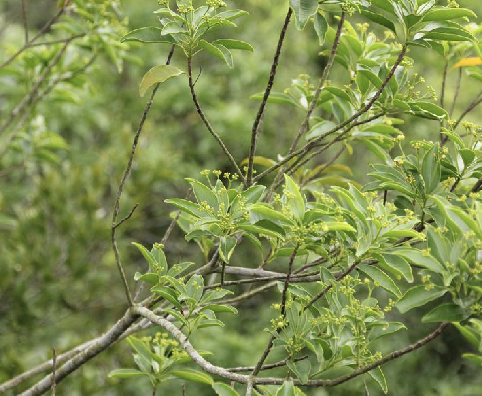  p>粘木(学名: i>ixonanthes /i>  i>reticulata /i> jack)是古柯科