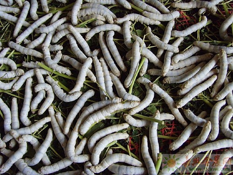  p>蚕蛾的形状像蝴蝶,全身披着白色鳞毛,但由于两对翅较小,已失去飞翔