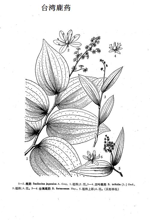 smilacina formosana hayata