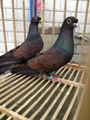 犹以乐山,眉山,德阳中江,德阳罗江,绵阳三台等片区的鸽子最为出名