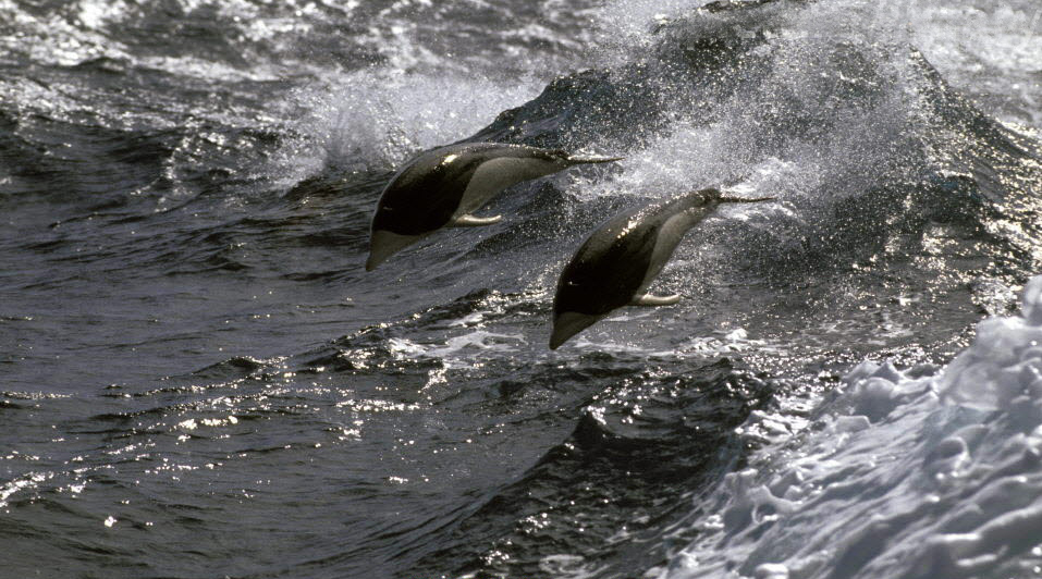  p>南露脊海豚(学名: i>lissodelphis peronii /i>) a target="_blank