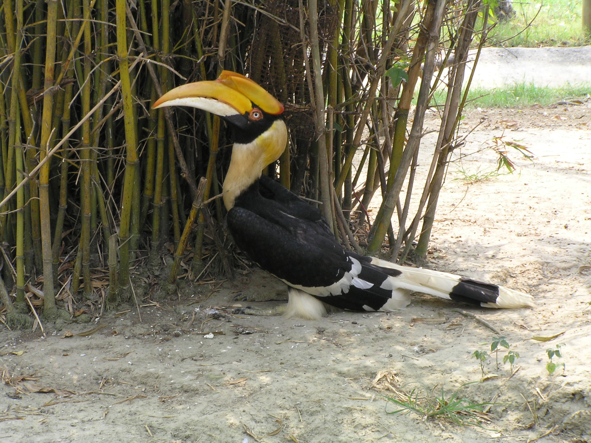 p>犀鸟( i>anthracoceros albirostris /i>)是一种奇特而珍贵的大型